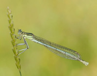 White-legged Damselfly Platycnemis pennipes