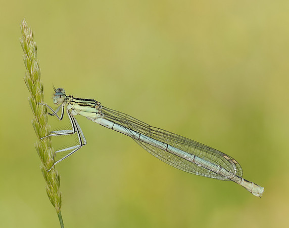 White-legged Damselfly Platycnemis pennipes
