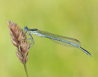 White-legged Damselfly Platycnemis pennipes