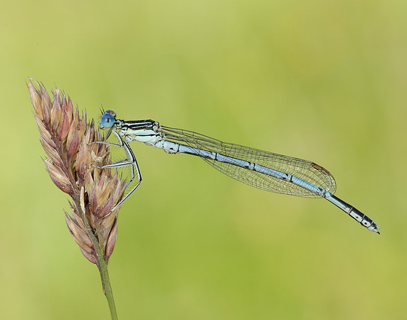 White-legged Damselfly Platycnemis pennipes