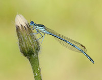 White-legged Damselfly Platycnemis pennipes
