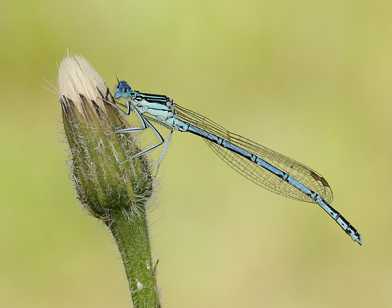 White-legged Damselfly Platycnemis pennipes