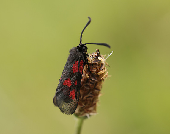 54.007 BF168 New Forest Burnet Zygaena viciae