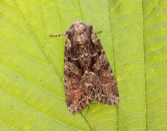 73.264 BF2158 Pale-shouldered Brocade Lacanobia thalassina