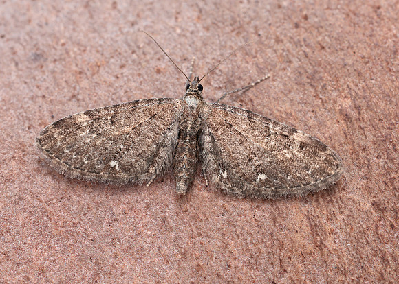 70.183 BF1834 Common Pug Eupithecia vulgata