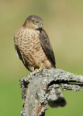 Sparrowhawk Accipiter nisus