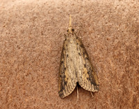 63.120 BF1328 Schoenobius gigantella