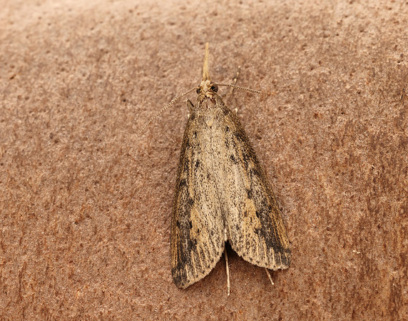 63.120 BF1328 Schoenobius gigantella