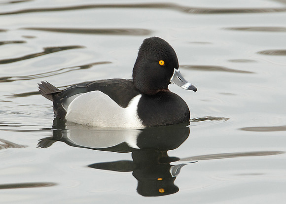 Ring-necked Duck Aythya collaris