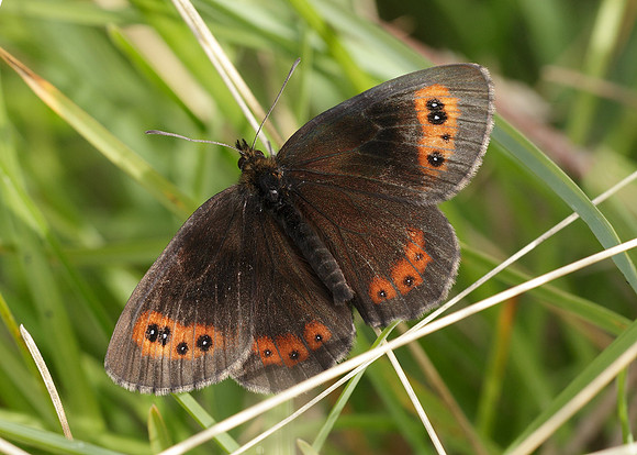 Scotch Argus Erebia aethiops