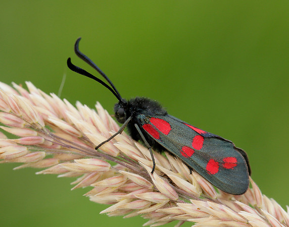 54.008 BF169 Six-Spot Burnet Zygaena filipendulae