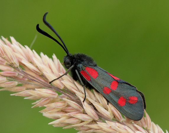 54.008 BF169 Six-Spot Burnet Zygaena filipendulae