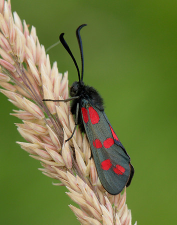 54.008 BF169 Six-Spot Burnet Zygaena filipendulae