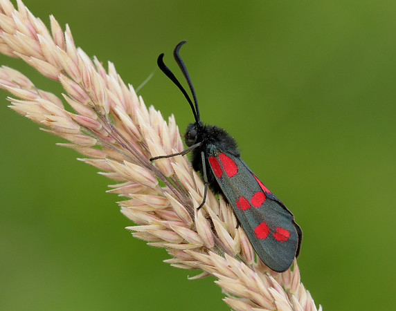 54.008 BF169 Six-Spot Burnet Zygaena filipendulae