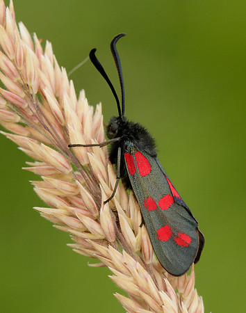 54.008 BF169 Six-Spot Burnet Zygaena filipendulae