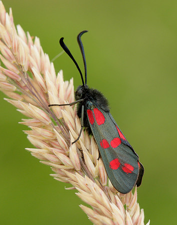 54.008 BF169 Six-Spot Burnet Zygaena filipendulae