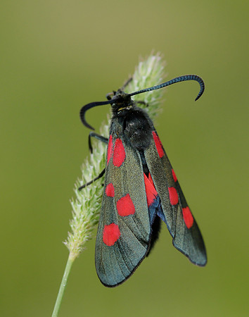 54.009 BF171 Narrow-bordered Five-spot Burnet Zygaena lonicerae
