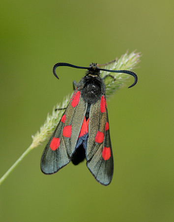 54.009 BF171 Narrow-bordered Five-spot Burnet Zygaena lonicerae