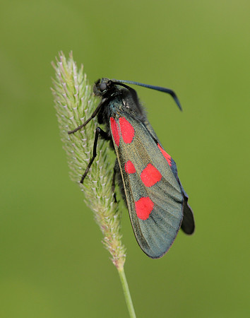 54.009 BF171 Narrow-bordered Five-spot Burnet Zygaena lonicerae