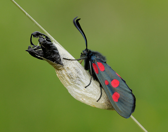 54.009 BF171 Narrow-bordered Five-spot Burnet Zygaena lonicerae