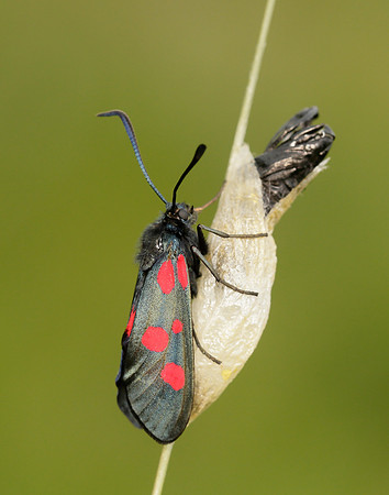 54.009 BF171 Narrow-bordered Five-spot Burnet Zygaena lonicerae