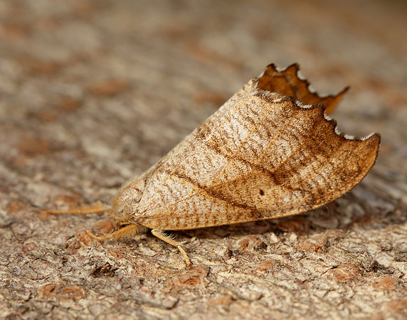 65.001 BF1645 Scalloped Hook-tip Falcaria lacertinaria