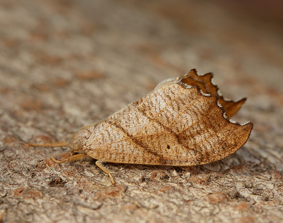 65.001 BF1645 Scalloped Hook-tip Falcaria lacertinaria