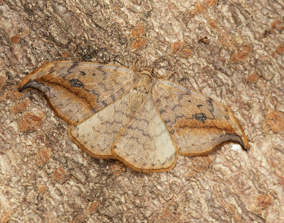 65.005 BF1648 Pebble Hook-tip Drepana falcataria