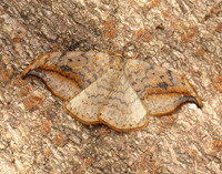 65.005 BF1648 Pebble Hook-tip Drepana falcataria
