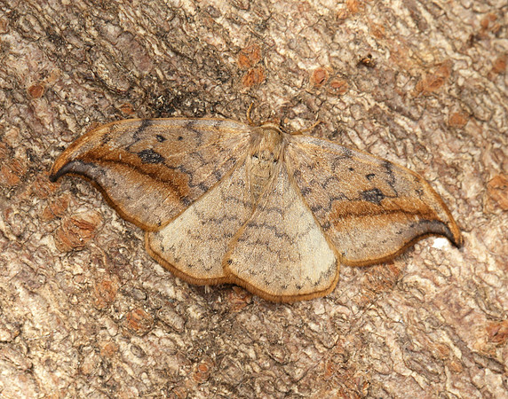 65.005 BF1648 Pebble Hook-tip Drepana falcataria