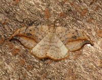 65.005 BF1648 Pebble Hook-tip Drepana falcataria