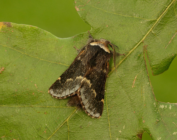66.001 BF1631 December Moth Poecilocampa populi