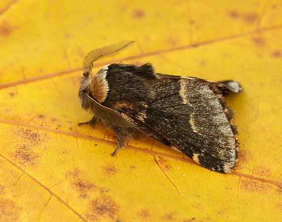 66.001 BF1631 December Moth Poecilocampa populi