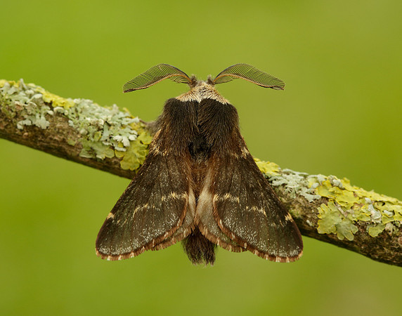 66.001 BF1631 December Moth Poecilocampa populi