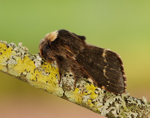 66.001 BF1631 December Moth Poecilocampa populi