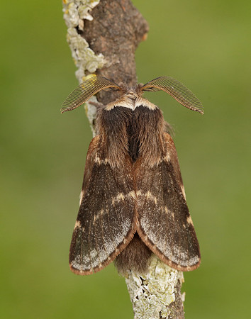 66.001 BF1631 December Moth Poecilocampa populi