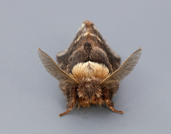 66.001 BF1631 December Moth Poecilocampa populi