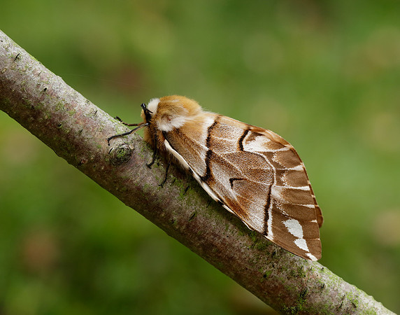 67.001 BF1644 Kentish Glory Endromis versicolora