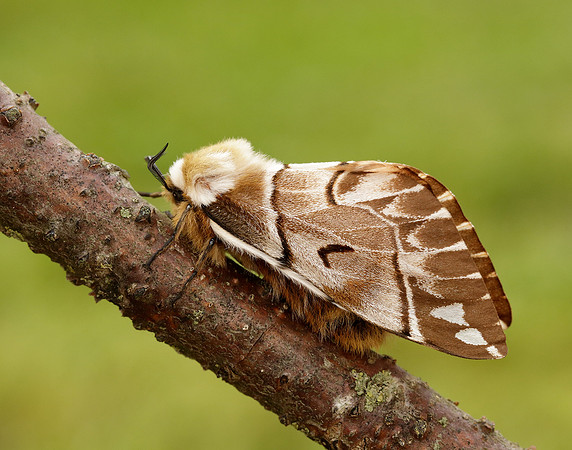 67.001 BF1644 Kentish Glory Endromis versicolora