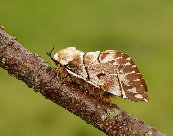 67.001 BF1644 Kentish Glory Endromis versicolora