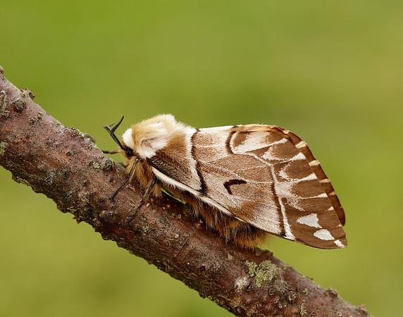 67.001 BF1644 Kentish Glory Endromis versicolora