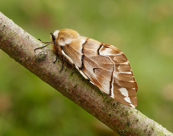 67.001 BF1644 Kentish Glory Endromis versicolora