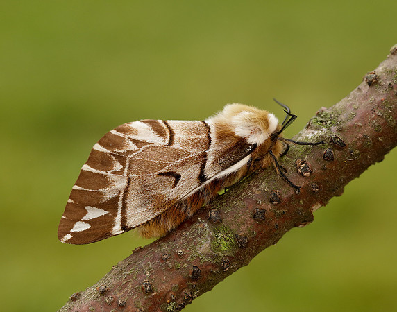 67.001 BF1644 Kentish Glory Endromis versicolora