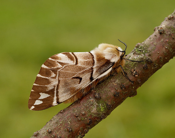 67.001 BF1644 Kentish Glory Endromis versicolora