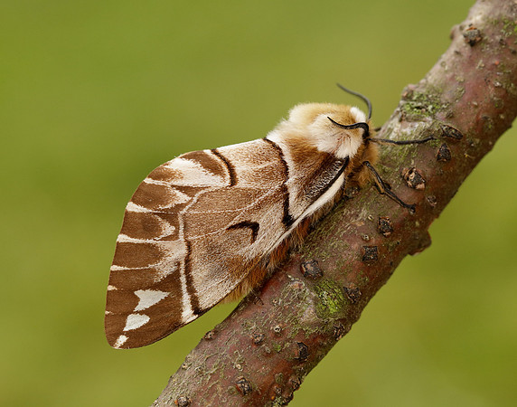 67.001 BF1644 Kentish Glory Endromis versicolora