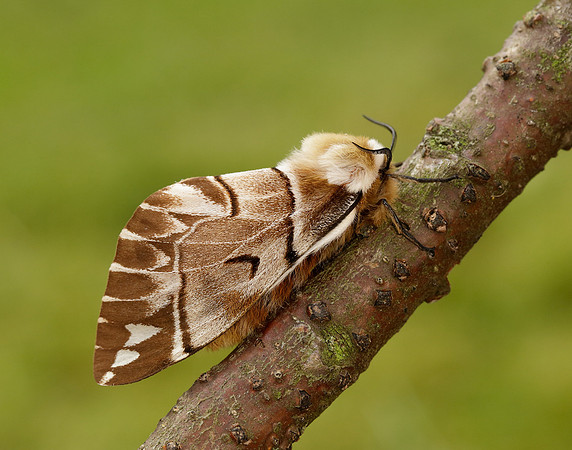 67.001 BF1644 Kentish Glory Endromis versicolora
