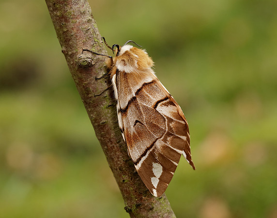 67.001 BF1644 Kentish Glory Endromis versicolora