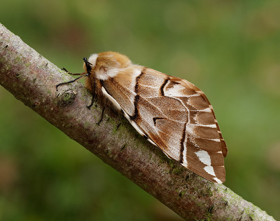 67.001 BF1644 Kentish Glory Endromis versicolora