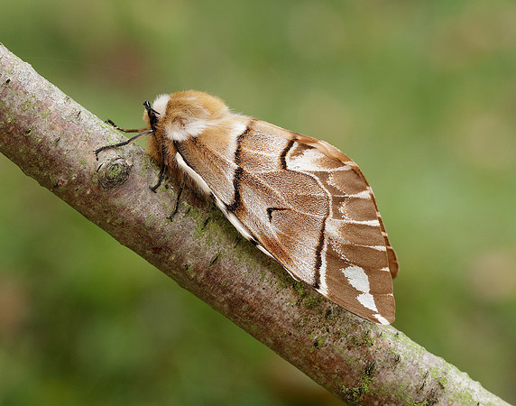 67.001 BF1644 Kentish Glory Endromis versicolora