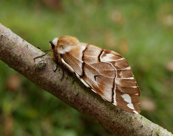 67.001 BF1644 Kentish Glory Endromis versicolora